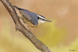 Red-breasted Nuthatch22.jpg